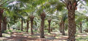 oil palm farm